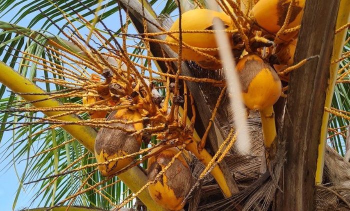 Nigeria’s big push to grow its own coconuts